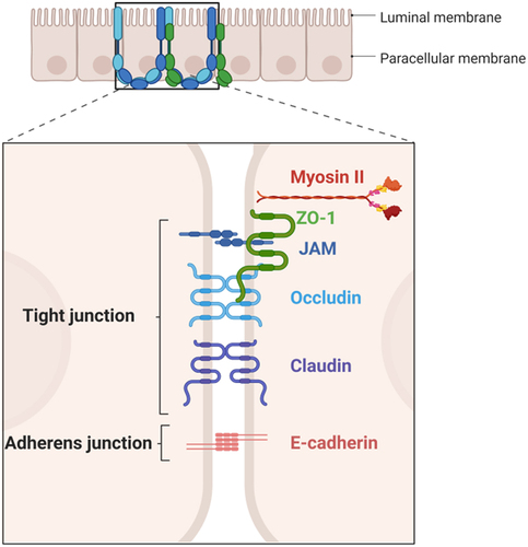 Figure 4. Schematic representation of TJ in gut. The paracellular pathway is controlled by a group of proteins known as junctional complexes that include, adherent junctions, gap junctions and tight junctions (composed by transmembrane proteins as claudins, occludin and junctional adhesion molecules (JAM)) which interact with the zona occludens (ZO) family of scaffolding proteins and the cytoskeletal actomyosin ring. Figure created with BioRender.com.