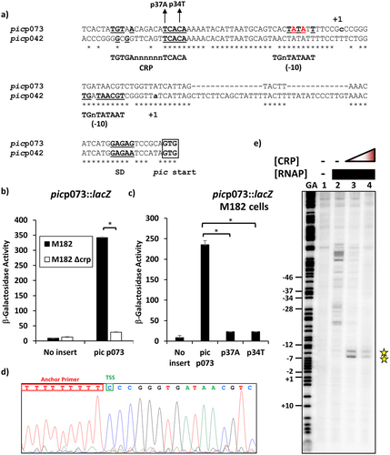 Figure 2. CRP-Dependent activation of the UPEC CFT073 picU promoter. (a) the panel shows an alignment of the UPEC picp073 promoter sequence with the sequence from EAEC picp042. The CRP-binding site and −10 promoter elements are underlined, with matches to their respective consensus sequences in bold [Citation23,Citation24]. For both fragments, transcription start sites (+1) are lower case bold, translation initiation codons (GTG) are boxed and the Shine–Dalgarno sequences (SD) are bold and underlined. The position of the p37A and p34T substitutions, which disrupt the CRP-binding site in the UPEC picp073 promoter fragment, are shown and the bases, identified by potassium permanganate footprinting as being single stranded in the open complex, are in red. (b) the panel details β-galactosidase activities determined in the Δlac E. coli K-12 strain M182 and its δcrp derivative. Cells carried the lac expression vector pRW224 into which the UPEC picp073 promoter fragment was cloned. (c) the panel desplays β-galactosidase activities determined in the strain M182, with cells carrying various UPEC picp073 promoter fragments, cloned into pRW224. The p37A and p34T substitutions disrupt the CRP binding site within the pic073 promoter fragment, see (a). In both (b) and (c), cells were cultured in LB medium and β-galactosidase activities are the average of at least three independent biological replicates. Standard deviations are shown and * indicates P < 0.01 using a Student’s t-test. (d) the panel shows the sequence trace from a 5` RACE experiment, which determined the UPEC picU promoter transcription start site (TSS: green box). (e) End-labelled picp073 AatII-HindIII fragment was incubated with RNA polymerase and CRP and subjected to potassium permanganate footprinting. The concentration of CRP was as follows: lanes 1 and 2, no protein; lane 3, 400 nM; lane 4, 800 nM. Reactions contained 50 nM RNA polymerase and 200 µm cAMP and Maxam-Gilbert ‘G+A’ sequencing reactions have been included. The location of potassium permanganate cleavage sites are shown starred.