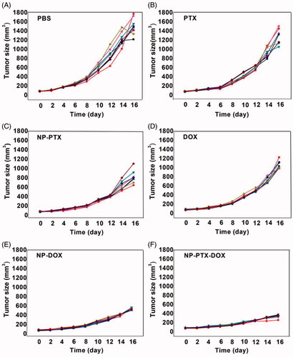 Figure 5. Individual tumor growth curves of the PBS (A), PTX (B), NP-PTX (C), DOX (D), NP-DOX (E), and NP-PTX-DOX (F) treated groups.