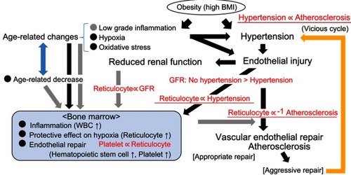 Figure 1 Possible mechanism underlying the association between reticulocytes and vascular remodeling. Associations shown in red were observed in the present study. Hypertension is defined as systolic blood pressure ≥140 mmHg and/or diastolic blood pressure ≥90 mmHg and/or having used antihypertensive medication. Atherosclerosis is defined as CIMT ≥1.1 mm. Black arrow: Activating pathway. Gray arrow: Inhibiting pathway.