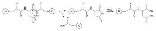 Schematic 7 Fragmentation at Asn-Xaa sites.Citation27