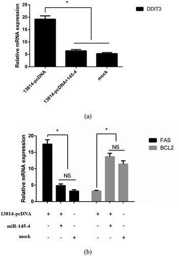 Figure 7. Lnc_13814 plays biological function in GCs by sponging apla-miR-145-4