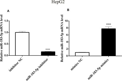 Figure 1 Relative expression of miR-183-5p in transfected HepG2 cells through qPCR.