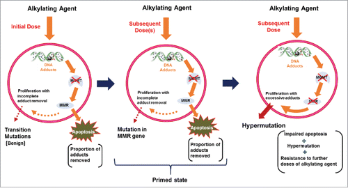 Figure 3. A speculated series of predicted events in the alkylation mediated formation of drug resistance and hypermutation. With an initial dose of alkylating agent, sufficient to inactivate MGMT and stimulate MMR, apoptosis is activated removing DNA adducts in tumour cells. The potential for persistence of adducts that may induce transition mutations within the tumour cells is highlighted (left hand panel). As the dose schedules continue, so does the probability of persistent adducts promoting mutations within MMR gene. When this occurs, the tumour cells are potentially primed for clonal initiation (middle panel). Once primed with an ineffective MMR, subsequent presentation of the alkylating agent will no longer have the capacity to induce apoptosis and as such the tumour cells will display drug resistance. In addition the DNA adducts that otherwise would have been removed by apoptosis, now become available for transition mutations leading to hypermutation (right hand panel).