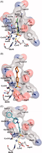 Figure 2. Docking poses into our “modelled” VchCAβ catalytic cavity for acetazolamide (A), sulfonamide derivatives 5a (B) and 7e (C). The interactions between the VchCAβ and inhibitors AAZ, 5a and 7e were examined using PyMOL and LIGPLUSCitation40 software; residues involved in hydrophobic interactions and hydrogen bonds (yellow dashed lines) and Zn ion coordination are shown.