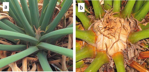 Figure 5. The appearance of the Cycas micronesica stem apex. (a) Leaf petioles are in close proximity immediately after a vegetative flush, and the apical cataphylls are diminutive. (b) Over several months the leaf petioles are pushed apart by the developing cataphyll complex, and immediately prior to a new organ flush the apical cataphylls are robust.