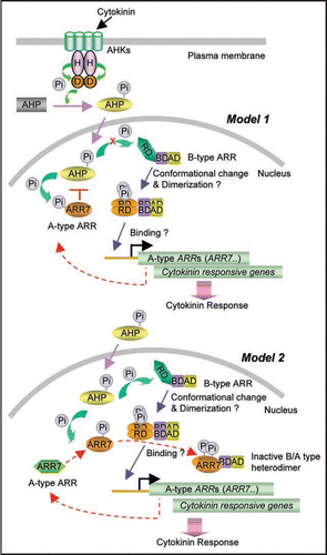 Figure 1 Working models on the roles of the phosphorylation of the ARR proteins in cytokinin-responsive gene regulation in Arabidopsis. In cytokinin signaling, the receiver domain of B-type ARRs is phosphorylated by AHPs that acquire the phosphoryl groups from the AHK sensor kinases. It is hypothesized that B-type ARRs undergo conformational changes upon phosphorylation on the receiver domain, allowing formation of a functional dimer of B-type ARR that binds to the promoter regions of the cytokinin-inducible genes including A-type ARR genes. Model 1 proposes squelching mechanism of AHPs by phosphorylated ARRs, preventing interaction between AHPs and B-type ARRs. Model 2 proposes formation of the inactive heterodimer of B-type ARR and A-type ARR by protein-protein interaction mediated by their highly conserved receiver domains that are phosphorylated. Refer to text for detailed descriptions. Red dotted lines indicate negative feedback inhibitory pathway. RD, receiver domain; BD, DNA binding domain; AD, transcriptional activation domain; H, histidine residue for accepting phosphoryl group; D, aspartic acid residue for accepting phosphoryl group; Pi, phosphoryl goup.