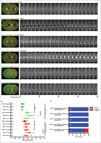 Figure 6. SEP-1PD::GFP inhibits RAB-11 positive vesicle trafficking during cytokinesis. (A, B) Representative images and kymograph of RAB-11::mCherry (red) trafficking to the furrow in SEP-1WT::GFP (green) or heterozygous SEP-1PD::GFP/+ (green). Arrowheads denote enhanced RAB-11::mCherry (gray) accumulation. (C, D) syx-4 (RNAi) enhances RAB-11::mCherry (gray) in both SEP-1WT::GFP and SEP-1PD::GFP/+ at the furrow and midbody. (E) Kymograph of the furrow region showing that RAB-6::mCherry (red) and SEP-1WT::GFP (green) do not accumulate in the furrow. (F) Accumulation of heterozygous SEP-1PD::GFP/+ (green) is observed at the furrow and midbody, but not RAB-6::mCherry (red). (G) Quantification of separase and RAB-11 signals in the midbody during cytokinesis in different conditions as indicated. (H) The percentage of embryos displaying cytokinesis failure in heterozygous SEP-1PD::GFP/+ (green) embryos expressing RAB-11::mCherry/+ (red) with indicated conditions. Scale Bars, 10 μm. P-values: * = <0.05; ** = <0.01; **** = <0.0001 (t-test). Error bars indicated standard error of the mean. Each kymograph image is 6 seconds apart.