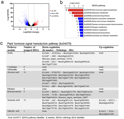 Figure 6. cAMP-mediated DEGs are most significantly enriched with plant hormone signal transduction pathway. Transcriptome sequencing analysis was performed with three biological replicates using whole plant tissue samples collected at 24 h (T) versus 0 h (CK) after dexamethasone (DEX) spray of four-week-old AC#3 transgenic plants. (a) Volcano plot showing differential expression genes (DEGs) of 497 up-regulation (red dots) and 968 down-regulation (blue dots). DEGs were determined using the estimated expression levels of FPKM (fragments per kilobase of transcript per million fragments mapped) at the threshold of an absolute value of log2(fold change) > 1 and a false discovery rate (FDR) < .05, and all of them are listed in table S3; (b) bar plot showing significantly enriched KEGG (Kyoto Encyclopedia of Genes and Genomes) pathways of DEGs at the cutoff of hypergeometric test p < .05 (table S4). Red bars indicate significant enrichment at FDR < .05. Shown on the top of each bar is the count of DEGs; (c) list of DEGs annotated in the plant hormone signal transduction pathway (figure S1). Gene IDs follow the Bra_napus_v2.0 genome assembly of cultivar ZS11 (https://www.ncbi.nlm.nih.gov/assembly/GCF_000686985.2/).