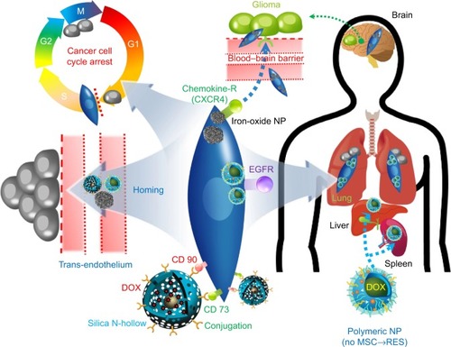 Figure 3 Multiple capabilities of engineered MSCs with anticancer NPs.Notes: NP-conjugated MSCs have multiple functions for targeting cancer cells. In addition to innate homing and cancer cell cycle arrest, overexpressed chemokine detectors by NPs can amplify the targeting ability of MSCs. The advantage of conjugating (or uptaking) NPs with MSCs is that they can bypass the accumulation in the liver and RES, whereas unconjugated NPs are easily accumulated in the liver and RES. Furthermore, NP-MSC can penetrate the BBB and deliver the drugs to the glioblastoma, while anticancer NPs do not cross the BBB.Abbreviations: BBB, blood–brain barrier; CD, cluster of differentiation; CXCR4, CXC chemokine receptor type 4; DOX, doxorubicin; EGFR, epidermal growth factor receptor; MSC, mesenchymal stem cell; NP, nanoparticle; RES, reticuloendothelial system.