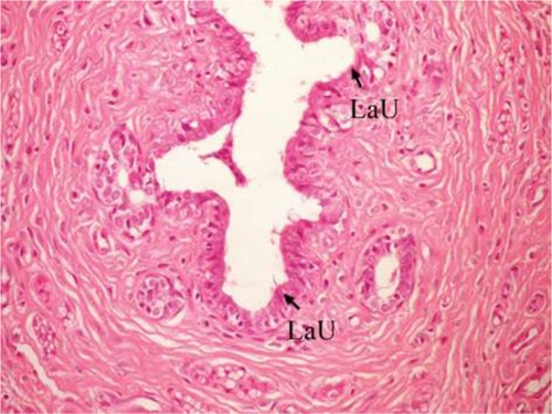 Figure 9 Photomicrograph of breast section of DMBA-administered group rat treated with ulvan polysaccharides showing normal acini, normal duct, and normal LaU (H and E, ×400).