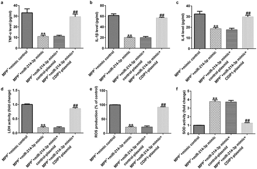 Figure 8. miR-214-3p regulated SH-SY5Y cells inflammatory response and oxidative stress via CDIP1. Levels of TNF-α (a), IL-1β (b), and IL-6 (c) in SH-SY5Y cell supernatant was determined by ELISA. (d) Detection of LDH release. (e and f) ROS and SOD activity in different groups were assessed. * P < 0.05, **P < 0.01 vs. control.