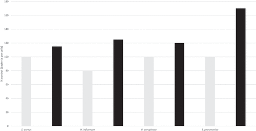 Figure 1. Number of bacteria that attached to mock (gray) or HCoV-NL63 infected LLC-MK2 (black) cells as a percentage of the control.Citation3 The differences for S. aureus, H. influenzae and P. aeruginosa are not significant; the difference for S. pneumoniae is significant.