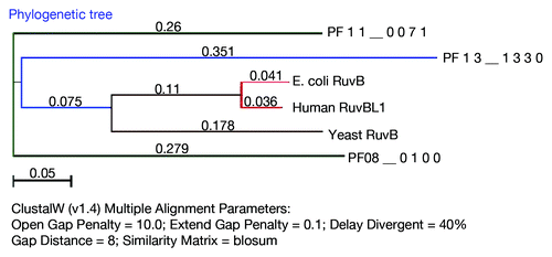 Figure 4. Phylogenetic analysis of P. falciparum RuvB proteins with other RuvB proteins. The phylogenetic analysis of P. falciparum RuvB like proteins, E. coli, yeast and human RuvBs was carried by using Mac vector with parameters mentioned in the figure.