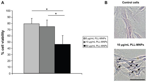 Figure 6 Primary Schwann cell cultures from the peripheral nervous system: (A) cell viability; (B) nuclear fast red and Prussian blue staining.Notes: One-way ANOVA with Bonferroni post hoc test, *P < 0.001. Bar indicates 50 μm.Abbreviation: PLL-MNPs, poly-l-lysine-magnetic nanoparticles.