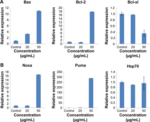 Figure 8 The expression of apoptotic relevant genes in HaCaT cells after exposure to ZnO NPs for 24 hours measured by real-time PCR.Notes: (A) Mitochondrial apoptotic pathway-relevant Bcl family genes. ZnO NPs induced the increased expression of proapoptotic gene Bax and antiapoptotic gene Bcl-2 and induced the decreased expression of antiapoptotic gene Bcl-xl. (B) The expression of apoptotic genes Noxa and Puma was increased, and that of Hsp70 was unaffected. The relative expression value of the control group (untreated) was defined as 1.0. The actin gene was used as an internal control. The data are represented as the mean ± standard error for triplicate quantitative PCRs for each concentration from three independent experiments.Abbreviations: ZnO NPs, zinc oxide nanoparticles; PCR, polymerase chain reaction.