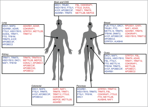 Figure 2. RNA modification genes associated with human malignancies. Schematic representation of various cancers for which increase (red) or decrease (blue) of tRNA modification gene copy number, or expression level, has been reported. (Source: Cosmic and Oncomine).