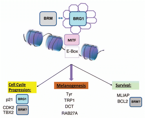 Figure 2 Potential contribution of distinct SWI/SNF complexes containing either BRG1 or BRM in the regulation of different classes of MITF target genes.Citation9