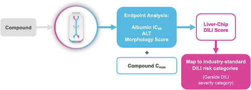 Figure 2. Workflow for assessing potential DILI severity. when a compound of interest is run through the Liver-Chip, its effects on albumin production, alanine transaminase (ALT) release, and hepatocyte morphology are measured. These readouts are combined with the compound’s human plasma Cmax for efficacy to compute a Liver-Chip DILI score. These scores can then be mapped to industry-standard DILI risk categories to provide the drug developer with information on the potential severity of injury that may be caused by the compound if it progresses into the clinic. Used with permission of Emulate Inc.