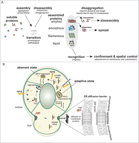 FIGURE 1. A. Proteins, under several physiological or pathological triggers can accumulate in deposit sites that have diverse biophysical properties. These transitions into large assemblies are controlled by chaperones, disaggregases and aggregases. Disaggregases such as Hsp104 in fungi or the Hsp40-Hsp70-Hsp110 complex in metazoans have the ability to fragment large assemblies into small oligomers that promote spreading of these aggregates. Hsp40s proteins, through their membrane attachment, enable spatial control of the coalescing proteins thereby facilitating the confinement of the assemblies and their precursors. B. In budding yeast, upon aging, aggregate precursors are collected by Ydj1 to a single deposit site localized at the ER membrane. Diffusion barriers in the ER membrane at the bud neck, involving ceramide enriched membrane domains, impair the free diffusion of certain membrane bound proteins from the aged mother cell to the rejuvenated bud. These include aggregate precursors that are attached to the ER membrane by farnesylated Ydj1. Upon prolonged pheromone treatment Whi3 forms superassemblies, yet their mode of formation and asymmetric inheritance are unknown. During aging, Whi3 also aggregates and becomes non functional.