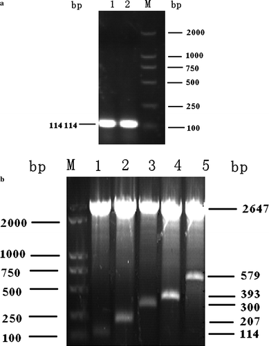 Figure 3.  3a: Subcloning of the C3d-P29 gene. Lanes 1 and 2, PCR products of P29; and lane M, marker DL2000. 3b: Restriction maps of pUC19-P29.n. Lane 1, pUC19-P29.1; lane 2, pUC19-P29.2; lane 3, pUC19-P29.3; lane 4, pUC19-P29.4; lane 5, pUC19-P29.6; and lane M, marker DL2000.