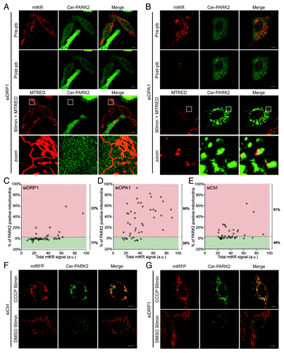 Figure 7. Mitochondrial morphology plays a role in ROS-induced mitophagy. (A and B) HeLa cells transfected with siRNA against DRP1 (A) or OPA1 (B) for 72 h were also transfected with mtKR and Cer-PARK2 constructs during the last 16 h before imaging. Cells were irradiated with 561 nm laser for 30 iterations. An image was acquired at pre-pb and at post-pb. 200 nM of MTRED was added to the photo-bleached cells 15 min before the 90 min images were acquired (90 min + MTRED). The magnification of the area outlined with the white boxes is shown in the panels labeled as “zoom.” Scale bar: 10 µm. (C–E) PARe-Q on the data collected from DRP1 and OPA1 knockdown experiments (n = 44). siDRP1 treated cells show only 23% PARK2 recruitment (C) while siOPA1 treated cells had 80% of the cells with above basal level of PARK2 recruitment (D). (E) Treating cells with control siRNA lead to 51% PARK2 recruitment 90 min after mtKR was photo-bleached. The differences between the siDRP1 and the siOPA1 respectively the siCtrl population are significant (p = 2.1 × 10−10 resp. 6.9 × 10−5); the difference between the siOPA1 population and the siCtrl population is also significant (p = 6.4 × 10−6). (F and G) HeLa cells were transfected with siRNA against DRP1 or scrambled siRNA for 72 h. During the last 16 h, cells were also transfected with mtRFP and Cer-PARK2. Cells were treated with 10 µM CCCP or DMSO for 1 h prior to live-cell imaging.