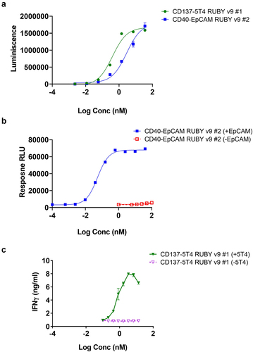 Figure 3. Assessing binding and in vitro functionality of RUBY v9 bsAbs. (a) Dual ELISA showing simultaneous binding of RUBY v9 bsAbs to their respective antigen targets. ELISA plates were coated with one antigen, RUBY bsAbs were added followed by detection using a biotinylated second antigen. (b) The activity of a CD40-EpCAM RUBY v9 bsAb in a CD40 reporter assay. CD40 reporter cells (Promega) were incubated with EpCAM-transfected CHO cells or wild type CHO cells in the presence of the bsAb. CD40 activation was measured according to the manufacturer’s instructions. (c) Demonstration of the agonistic function of the CD137-5T4 RUBY bsAbs v9 bsAb on human CD8 T cells where a dose response dependent IFN-gamma production (absolute values) by human CD8 T cells from one representative individual donor activated with the bispecific constructs in the presence or absence of immobilized 5T4-Fc was observed. Obtained mean (and SD) IFN-gamma levels from one representative individual donor from experiment set 2 is shown.