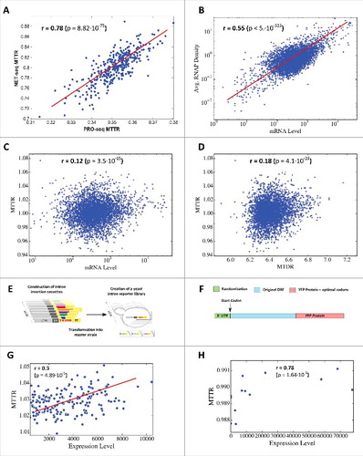 Figure 3. MTTR vs. Expression Levels. (A) Scatter plot of per gene NET-seq MTTR and PRO-seq MTTR compared for 1076 genes with the highest average RNAP density in both datasets. (B) Scatter plot of per gene average measured RNAP density and mRNA levels. (C) Scatter plot of per gene MTTR and mRNA levels. (D) Scatter plot of per gene MTTR and MTDR. (E) Schematic description of the reporter approach for studying splicing mediated gene expression regulation: Intron insertion cassettes were constructed in-vitro, each comprised of a selection marker (URA3), a constitutive promoter, the first 195 YFP coding nucleotides (nt), and one of 240 native S. cerevisiae introns followed by an additional 600 YFP coding nt. Each insertion cassette was transformed into the genome of a master strain, which contained a promoter-less YFP gene, and so creating an in-vivo intron-reporter yeast library (YiFP). Culture growth and YFP expression levels of each variant in the library were monitored using a micro-plate reader.Citation29 (F) YFP library used to study the effect of the transcript on transcription efficiency and mRNA levels. We analyzed a library in which the last 14 nucleotides of the 5′ UTR were randomized, but did not change the codons of the analyzed gene and YFP.Citation27 (G) A scatter plot of computed MTTR vs. Expression levels. Spearman correlation between MTTR and expression levels is displayed inside the plot. (H) MTTR plotted against mRNA levels of 5′UTR HRSVgb04 variants.