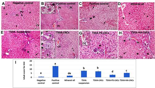 Figure 5 Photomicrographs of liver sections and Ishak scores for hepatic activity index of study groups. (A) Negative-controlgroup showed branching and anastomosing cords of hepatocytes radiating from central veins (CVs). The cytoplasm is granular and eosinophilic with vesicular nuclei and prominent nucleoli (arrow). The cords are separated by narrow sinusoids (s) lined by endothelial cells (arrowhead) and Kupffer cells (k). Portal tracts (Pt) containing branches of portal vein (Pv), hepatic artery, and bile duct (b) are presented at the angles of the lobules. (B and, C) Positive-controlgroup demonstrated loss of hepatic architecture with formation of pseudolobulation. (B) Extended connective tissue septa connecting Pt were seen. Inset : Acidophilic bodies (double arrow) from apoptotic stellate (st) cells and macrovesicular fatty cells (f) replacing the necrotic tissue were seen. (C) Extended areas of centrizonal confluent necrosis (arrow) were encountered, alternating with extensively vacuolated cells with pyknotic nuclei (arrowhead) and many acidophilic apoptotic st cells (double arrow). (D) Mineral-oil group showed preserved architecture with classical hepatocytic structure (arrow). Some sporadic cells showing dense small regular hyperchromatic nuclei (arrowhead) were also found. (E) TSIIA-suspension group presented moderate degenerative changes. Normal-looking hepatocytes with vesicular nuclei (arrow) were seen alternating with necrotic areas with vacuolated (arrowhead) or acidophilic cytoplasm (double arrow) with pyknotic nuclei. Localized necrotic areas with intense mononuclear cellular infiltration (I) were also observed. (F) TSIIA-LNC group showed preserved hepatic architecture with radiating hepatocytes from CVs loaded with degenerated cells. Many excessively vacuolated hepatocytes with vesicular nuclei (arrowhead) were seen. Upper inset: areas of centrizonal necrosis (arrow) with st cells were evident. Middle inset: stellate acidophilic bodies and apoptotic cells (double arrows) and mononuclear cellular infiltration (I) were also present. Lower inset: inflammatory rosette formation (R) with inflammatory and binucleated hepatocytes was also found. (G) TSIIA-PS-LNC group showed nearly classical architecture. Few cells depicting vacuolated cytoplasm and pyknotic nuclei (arrowhead) or degenerated with homogenous fused hypereosinophilic cytoplasm (double arrows) were encountered. Periportal mononuclear cellular infiltration (I) was also found. Inset: normal-looking hepatocytes radiating from CVs containing many degenerated cells. (H) TSIIA-HA-LNC group revealed preserved hepatic architecture. Normal-looking hepatocytes (arrow) were seen radiating from CVs. Cords of degenerated hepatocytes (double arrows) and centrizonal necrotic areas infiltrated by macrovesicular fatty cells (f) were observed. Pseudolobulation and thickened connective-tissue septa connecting Pt and periportal I were also found. H&E stain Mic magnification (A, D, E, F, H) 200×, (B) 100×, (B, C, F, Ginsets) 400×. (I) Ishak score for hepatic activity index for scoring of necroinflammatory activity in chronic hepatitis for the study groups. Data expressed as means ± SEM (n=3). Data were analyzed using one-way ANOVA followed by post hoc test (Duncan) for group comparisons. Means of similar symbols were statistically insignificant: a > b > c > d > e (p≤0.05).