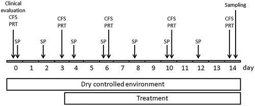 Figure 1. Schematic representation of the experimental design of the study. Clinical evaluation, CFS, PRT were performed just before the mice were put in the dry environment. SP, scopolamine patch, CFS, corneal fluorescein staining, PRT, phenol red thread