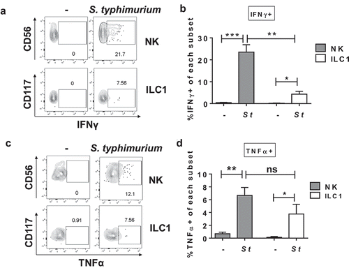 Figure 2. S. typhimurium induces IFNγ and TNFα production by human colonic Group 1 ILCs. (a) Representative flow cytometry demonstrating cytokine staining for IFNγ gated on NK cells or ILC1s after LPMC exposure to S. typhimurium (St) or no bacterial control (-) in vitro. (b) Percentages of IFNγ+ NK cells or ILC1s after LPMC exposure to S. typhimurium or no bacterial control. N = 10. (c) Representative flow cytometry demonstrating cytokine staining for TNFα gated on NK cells or ILC1s after LPMC exposure to S. typhimurium or no bacterial control in vitro. (d) Percentages of TNFα+ NK cells or ILC1s after LPMC exposure to S. typhimurium or no bacterial control. N = 7. Bars are mean + S.E.M. Statistical analysis performed was one-way ANOVA comparing the mean of each column. *p < .05, **p < .01, ***p < .001, n.s. = not significant.