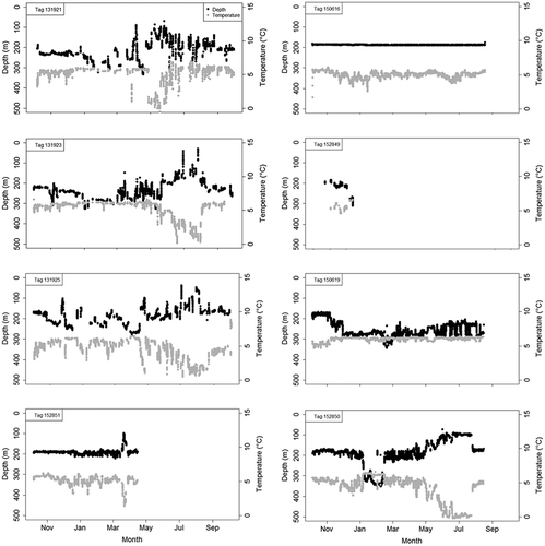 FIGURE 3. Received depth and temperature profiles through the Argos satellites from eight PSATs (2013 tagging study: n = 3 [tags 131921, 131923, 131925]; 2015 tagging study: n = 5 [tags 152851, 150616, 152849, 150619, 152850]) deployed on Atlantic Halibut in the Gulf of St. Lawrence for 10 or 12 months.