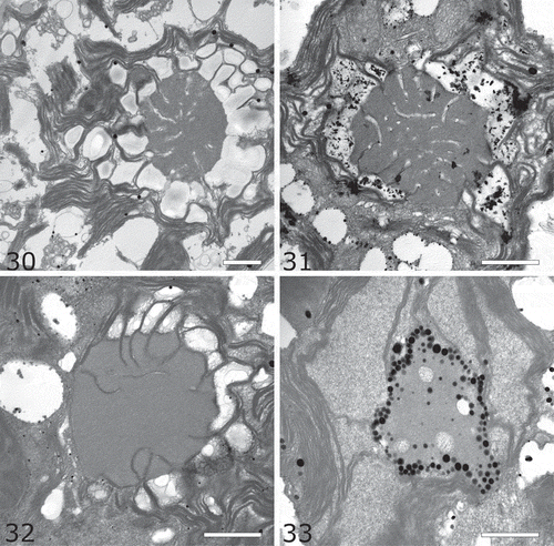 Figs 30–33. Pyrenoid ultrastructure. Fig. 27. Ostravamonas chlorostellata CAUP G 1401. Fig. 28. O. chlorostellata SAG 12.72. Fig. 29. O. meslinii SAG 75.81. Fig. 30. Chloromonas gracillima SAG 25.87. Scale bars = 1 µm.