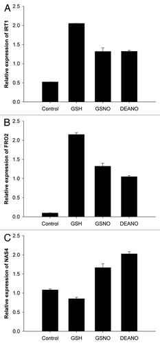 Figure 1. Incidence of GSNO, DEANO and GSH on the accumulation of IRT1, FRO2 and NAS4 transcripts in roots of plants exposed to iron deficiency. (A) IRT1 transcript accumulation, (B) FRO2 transcript accumulation, (C) AtNAS4 transcript accumulation in roots. Plants were cultivated 4 weeks in iron-sufficient conditions (Fe 50 µM) and then transferred 48 h in iron deficient (Fe 5 µM) conditions. Then, plants were treated with GSNO (50 µM), GSH (50 µM) or DEANO (50 µM) for 24 h. Transcript accumulation of IRT1, FRO2 and NAS4 in roots were measured by qRT-PCR. Data are expressed as mean normalized expression relative to the appropriate housekeeping gene AtYLS8 (arbitrary units) and are the means of triplicates (± SE).