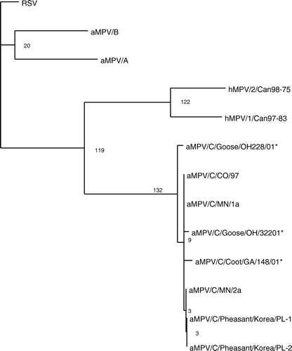 Figure 3.  Phylogenetic relationship of the newly detected aMPVs from wild birds based on 538 nucleotides of the SH gene. A phylogenetic tree was constructed using representative A, B and C aMPVs, hMPVs and RSV. Following alignments, rooted phylograms were generated using maximum parsimony and 1000 bootstrap repetitions. *Viruses identified in the present study.