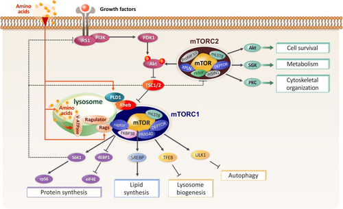 Figure 1 Diagram showing mTORC1 and mTORC2 signaling pathways. Growth factors activate mTOR complex 1 (mTORC1) through IRS1/PI3K-PDK1-Akt by regulating the tuberous sclerosis complex (TSC)1/2. TSC functions as a GTPase activator protein (GAP) for the small G-protein Rheb, an upstream positive regulator of mTORC1. Amino acids signaling causes mTORC1 translocation to the lysosomes, where Rheb resides, via the Rag GTPases–Ragulator complex. S6K1-rpS6 and 4EBP1-eIF4E are well-known downstream targets of mTORC1 and are responsible for the translation pathway. mTORC1 also regulates lipid synthesis through SREBP and inhibits autophagy by phosphorylating TFEB and ULK1. mTORC2 controls cell metabolism, cell survival, and cytoskeleton rearrangement by activating Akt, SGK1, and PKC. Akt activity is regulated by both PDK1 and mTORC2. Dotted lines indicate feedback mechanisms.