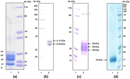 Figure 1. SDS-PAGE analysis of the purified lectins. (a) 12% SDS-PAGE analysis of the purified DLL-I; Lane 1: molecular weight marker (kDa), Lane 2: purified lectin. (b) 10% SDS-PAGE analysis of the purified DLL-II; Lane 1: protein molecular weight marker (kDa), Lane 2: purified protein. (c) 10% SDS-PAGE analysis of the purified lactose-specific lectin; Lane 1: molecular weight marker (kDa); Lane 2: purified lectin (*Possible lactose-binding protein). Arrows indicate the subunits of the Unio lectin. (d) 10% SDS-PAGE analysis of the purified WGA lectin; Lane1: purified WGA lectin, Lane 2: molecular weight marker.
