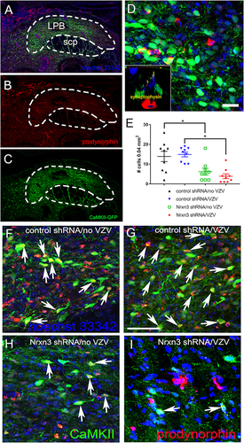 Figure 6 Prodynorphin cells within the lateral parabrachial nucleus. The central amygdala of Gad1-iCre Long Evans rats was infused with AAV1 containing pAAV hSyn FLEx mGFP-2A-Synaptophysin-mRuby. Excitable cells within the lateral parabrachial nucleus were labeled by infusing this nucleus with AAV5 virus containing pAAV-CaMKIIa-EGFP. Four weeks after infusion the whisker pad was injected with either no VZV or VZV. Six weeks after infusion brain sections of the treated rats were immunostained for prodynorphin. In (A and B) multiple prodynorphin positive (red) cells were imaged in the lateral parabrachial nucleus (LPB). Prodynorphin is a marker for neurons involved in pain. Cell nuclei are labeled blue with Hoechst 33342 in (A–C). (B) shows only the prodynorphin cells (red) from the same region and (C) shows only the EGFP positive cells (green). A higher magnification image of the LPB is shown in (D) and cells that colocalize prodynorphin and EGFP are yellow. Insert in (D) is an image through the z plane of the lateral parabrachial nucleus after staining for prodynorphin. Prodynorphin is red, EGFP is green and synaptophysin terminals are in yellow for the insert image in (D). Images are from a representative rat that was treated with Nrxn3 shRNA and VZV. scp = superior cerebellar peduncle. Bar= 20 µm. The histogram in (E) shows the number of EGFP/prodynorphin positive cells that colocalized with synaptophysin in the lateral parabrachial nucleus after knockdown of Nrxn3α in the central amygdala. Each point is from an individual animal. An asterisk indicates a significant difference of α=0.05. Representative images of rats treated with control shRNA/no VZV (F) or control shRNA/VZV (G) or Nrxn3 shRNA/no VZV (H) or Nrxn3 shRNA/VZV (I) show cells with synaptophysin stain colocalizing with prodynorphin stain (yellow, arrows). Bar = 50 µm.