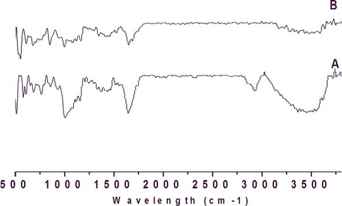 FIGURE 3 FT-IR spectrogram of (a) raw brown rice; (b) popped brown rice.