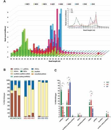 Figure 2. Read size distribution and relative RNA biotype composition in the three neuronal compartments. (A) Read length (nt) distribution plot for the individual samples (main plot) and average read length distribution of the biological replicates for each compartment (mean ± s.e.m., upper right plot) showing the higher abundance of 22nt long reads in the WC, whereas the AX and EV samples presented their highest peaks at 33nt and 30nt. (B) Percentage distribution of total reads for the RNA biotypes assigned in the analysis, shown as per independent sample. (C) Mean percentage distribution of total reads for each RNA biotype in the three neuronal compartments investigated (mean ± s.e.m). Comparisons between neuronal compartments demonstrate that miRNAs represent a far greater proportion of WC reads in relation to AX and, particularly EV samples, whereas reads mapping to tRNAs compose a higher proportion of AX and EV reads. Two-way ANOVA with Tukey’s multiple comparison post-hoc test, * p-value < 0.05; ** p-value < 0.01. Whole Cell (WC), Axon (AX) and Extracellular Vesicles (EV).