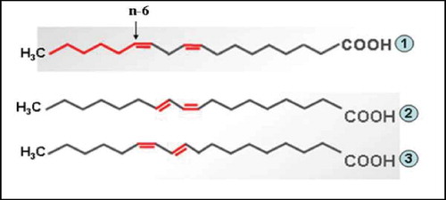 Figure 1. Structure of linoleic acid and CLA isomers. (1) Linoleic acid (typical n-6 PUFA); (2) cis-9, trans-11 CLA; (3) trans-10, cis-12 CLA. Adapted from Benjamin and Spener.[Citation13]