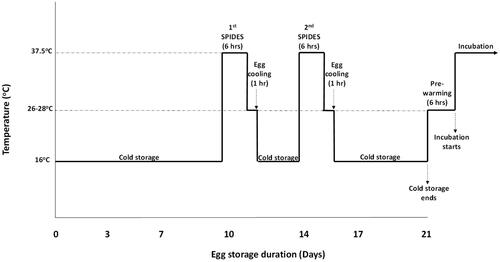 Figure 1. A Graphical representation of the temperature-time chart of egg storage and SPIDES treatment before incubation.