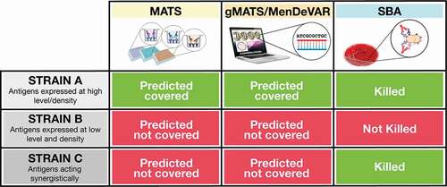 Figure 1. The differences between the three methods of vaccine coverage estimation are illustrated. When an antigen is highly expressed on the bacterial strain and it is antigenically related to the vaccine antigen, the strain is predicted to be covered by MATS, gMATS, or MenDeVAR and killed in the bactericidal assay (Strain A). When an antigen is present at low amounts on the bacterial strain or is antigenically diverse to the vaccine ones, the strain is not predicted covered and the number of antibodies bound on bacterial surface are not sufficient to induce bactericidal killing (Strain B). However, when multiple antigens are present on a bacterial strain even if their diversity and expression levels are suboptimal and the strain is not considered covered by MATS, gMATS/MenDeVAR, the antibodies targeting multiple antigens can bind simultaneously and contribute synergistically to complement activation and bacterial killing (Strain C).