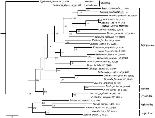 Figure 1. Bayesian phylogenetic tree based on 13 protein-coding genes of the mitochondrial genome sequences of 22 Nymphalidae species.