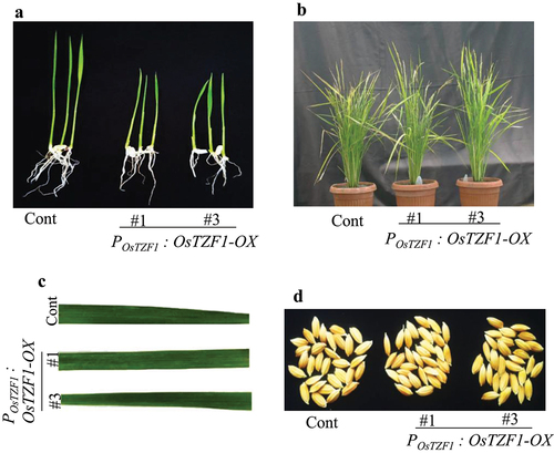 Figure 1. Phenotype of POsTZF1:OsTZF1-OX and control plants. A) Rice seedling growth of control and POsTZF1:OsTZF1-OX after 10 d of germination. B) Transgenic rice POsTZF1:OsTZF1-OX (#1 and #3), and control plants grown in soil exhibited similar phenotype. C) Leaves from control and POsTZF1:OsTZF1-OX (#1 and #3) plants at seed setting stage. No brown lesions were observed. D) Phenotype of seeds harvested from control and POsTZF1:OsTZF1-OX (#1 and #3) at the time of harvest.