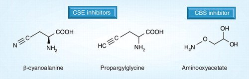 Figure 2. Chemical structures of commonly used inhibitors of CSE and CBS.Inhibitors of CSE: dL-propargylglycine and β-cyanoalanine. Inhibitor of CBS: aminooxyacetate.CBS: Cystathionine β-synthase; CSE: Cystathionine γ-lyase.