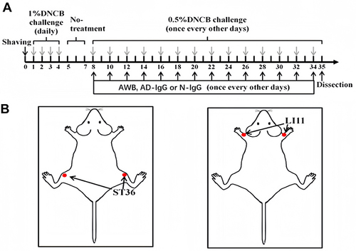 Figure 1 Time Line of Establishment of Mouse Model and Treatment. (A) The experimental procedure. (B) The location of ST36 and IL11.