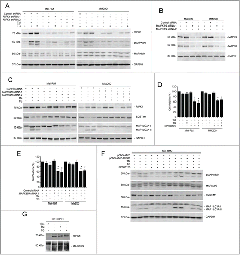 Figure 5. RIPK1-mediated activation of MAPK8/9 contributes to induction of autophagy by ER stress in melanoma cells. (A) Mel-RM and MM200 cells transduced with the control or RIPK1 shRNA were treated with tunicamycin (TM) (3 μM) or thapsigargin (TG) (1 μM) for 16 h. Whole cell lysates were subjected to western blot analysis of RIPK1, pMAPK8/9, MAPK8/9, and GAPDH (as a loading control). The data shown are representative of 3 individual experiments. (B) Whole cell lysates from Mel-RM and MM200 cells transfected with the control or MAPK8/9 siRNA were subjected to western blot analysis of MAPK8, MAPK9 and GAPDH (as a loading control). The data shown are representative of 3 individual experiments. (C) Mel-RM and MM200 cells transfected with the control or MAPK8/9 siRNA were treated with TM (3 μM) or TG (1 μM) for 16 h. Whole cell lysates were subjected to western blot analysis of RIPK1, SQSTM1, MAP1LC3A, and GAPDH (as a loading control). The data shown are representative of 3 individual experiments. (D) Mel-RM and MM200 cells were treated with TM (3 μM) or TG (1 μM) for 48 h with or without pretreatment with the MAPK8/9 inhibitor SP600125 (10 μM) for 1 h. Cell viability was measured by CellTiter-Glo assays (n = 3, mean ±SEM, *P < 0.05, Student t test). (E) Mel-RM and MM200 cells transfected with the control or MAPK8/9 siRNA 1 were treated with TM (3 μM) or TG (1 μM) for 48 h. Cell viability was measured by CellTiter-Glo assays (n = 3, mean ±SEM, *P < 0.05, Student t test). (F) Mel-RMu cells stably transfected with pCMV-MYC or pCMV-MYC-RIPK1 were treated with TM (3 μM) or TG (1 μM) for 16 h with or without pretreatement with SP600125 (10 μM) for 1 h. Whole cell lysates were subjected to western blot analysis of pMAPK8/9, MAPK8/9, SQSTM1, MAP1LC3A, and GAPDH (as a loading control). The data shown are representative of 3 individual experiments. (G) Whole cell lysates from Mel-RM cells treated with TM (3 μM) or TG (1 μM) for 16 h were immunoprecipitated by RIPK1 antibody. The resulting precipitates were subjected to western blot analysis of RIPK1 and MAPK8/9. The data shown are representative of 3 individual experiments.