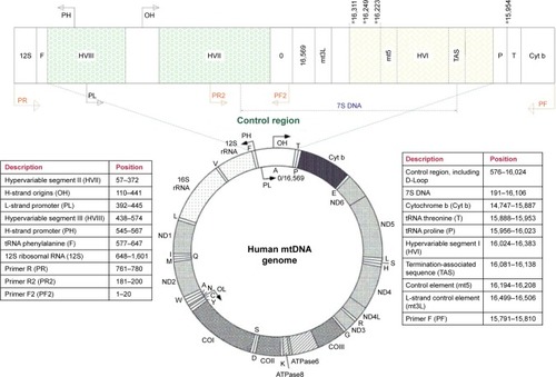 Figure 1 The genomic structure of human mitochondrial DNA.