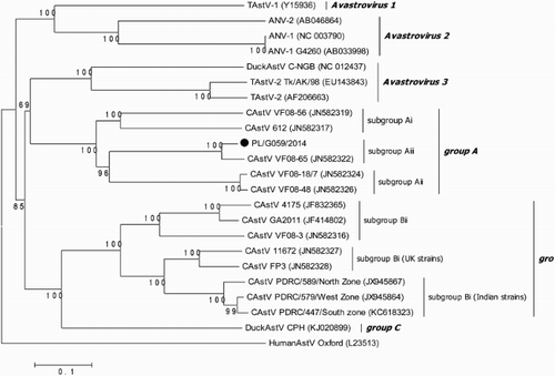 Figure 4. Phylogenetic tree of the complete amino acid sequences of the AvianAstV ORF2 available in GenBank constructed with the Clustal W method.